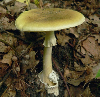 2011_Amanita_phalloides_1.png