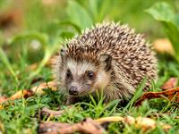 shutterstock_2624861835_hedgehog_ezis.jpg
