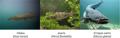 YCUZD_261014_6873_Dzīvnieku sistēma_2.png