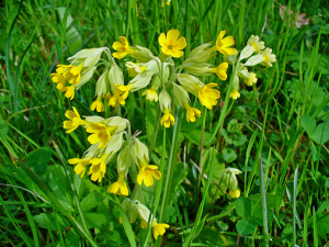Primula_veris_002.png