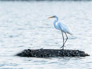 Shutterstock_2381043027_white egret_baltais gārnis.jpg