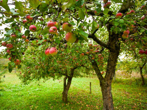 apple-tree-056fb57ed927bf3668ef04e5b9850e99363b87fe-s6-c30.png
