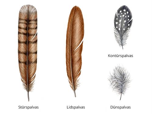 shutterstock_2274546097_spalvu veidi.jpg