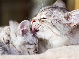 shutterstock_1709959342_cat lick kitten_kaķene mazgā kaķēnu.jpg