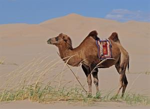 camel_Верблюд _kamielis.jpg