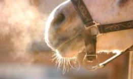 breathing-horse_shutterstock_20263039-640x385.jpg