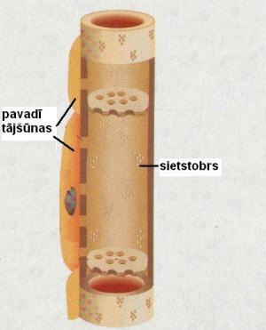phloem56.JPG