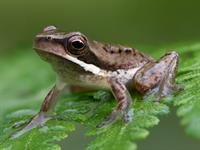Shutterstock_1715077939_frog_varde.jpg