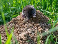 shutterstock_2319821073_mole_kurmis.jpg