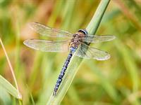 shutterstock_2269079533_dragonfly_spāre.jpg