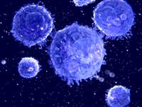 Shutterstock_183635540_lymphocytes_limfocīts.jpg