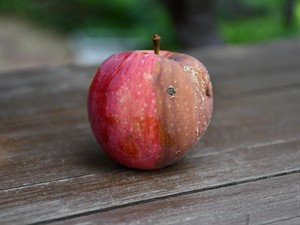 shutterstock_2028250034_rotten apple_puvis ābols.jpg