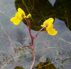 Utricularia_vulgaris_003.png