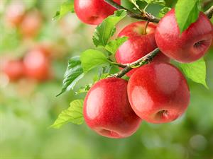 shutterstock_2516815059_apples_āboli.jpg