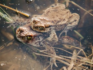 shutterstock_2611543197_toads mating_krupji pārojas.jpg
