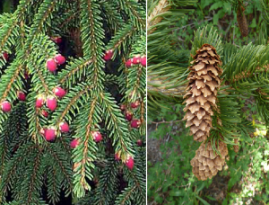 picea_abies_j3.png