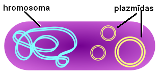 320px-Plasmid_(numbers)y.PNG