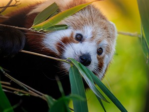 shutterstock_2559963979_red panda_sarkanā panda.jpg