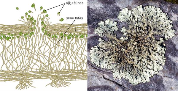 YCUZD_230725_5389_aļģu šūnas, šēņu hifas un ķērpis.jpg