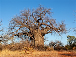 shutterstock_2619265759_baobab tree_baobabs.jpg