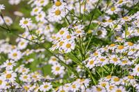 chamomile-4294372_1920romashka.jpg
