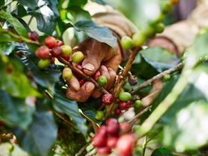 Shutterstock_1817390216_harvesting coffee_kafijas savākšana.jpg