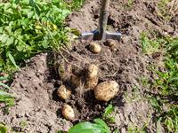 shutterstock_323299352_digging potatoes_rakt kartupeļus.jpg