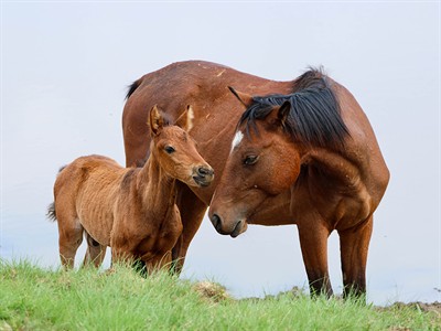 shutterstock_2402950391_mom and baby horse_ķēve ar kumeļu.jpg
