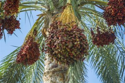 depositphotos_222640440-stock-photo-ripe-red-fruits-dates-date.jpg