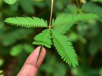 shutterstock_1199432389_mimosa_on_touch.jpg