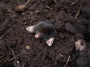 mole-pix.jpg