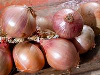 shutterstock_2477574153_onions_sīpoli.jpg