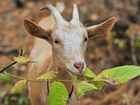 shutterstock_2539213669_goat_kaza.jpg