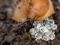Shutterstock_2087255722_slug lays eggs_gliemis dēj olas.jpg