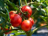shutterstock_2312780953_tomatoes_tomāti.jpg