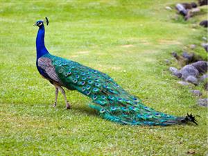 Shutterstock_111317411_peacock_pāvs.jpg