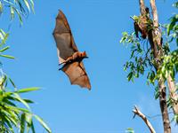 shutterstock_2445044741_bat_sikspārnis.jpg