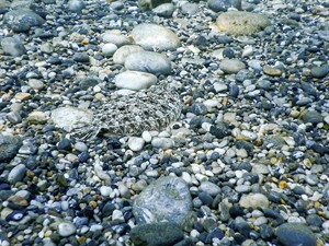 shutterstock_1491078374_fish camouflage_nomaskējusies zivs.jpg