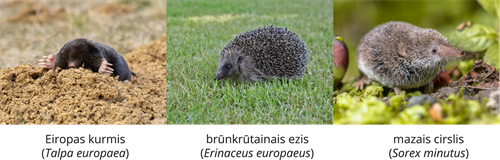 YCUZD_261014_6873_Dzīvnieku sistēma_7.png