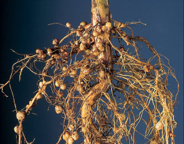 rhizobium1.png