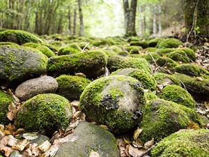 shutterstock_1174376182_river of stones in Pokaini forest_upe no akmeņiem Pokaiņu mežā.jpg