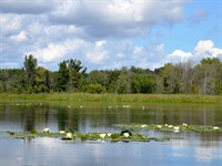 shutterstock_1391582408_water lilies on lake_ūdensrozes ezerā.jpg