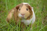 guinea-pig-pix.jpg