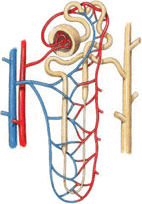 kidney_nephron.gif