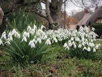 shutterstock_2482646227_snowdrops_sniegpulkstenītes.jpg