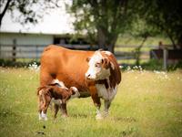 shutterstock_1842977224_cow and calf_govs ar teliņu.jpg