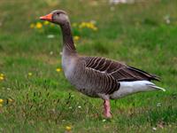 Shutterstock_1739364578_goose_zoss.jpg