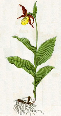 cypripedium-calceolus-0423.png