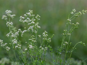 shutterstock_1808680507_hedge bedstraw_parastā madara.jpg