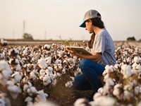 shutterstock_2220677267_cotton farmer_kokvilnas ferma.jpg